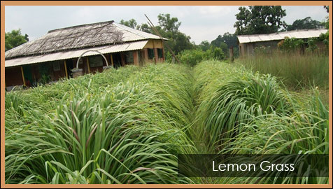 Lemon Grass